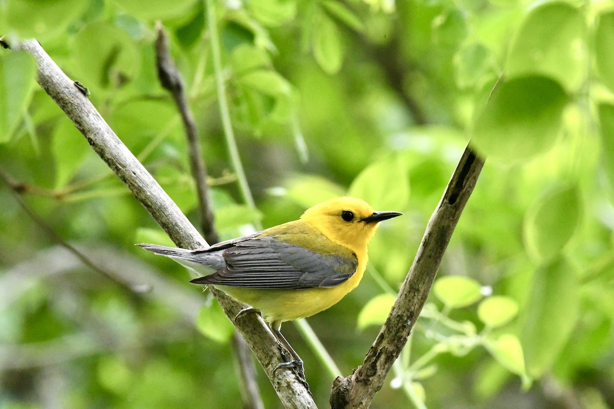 Prothonotary Warbler - ML619050725