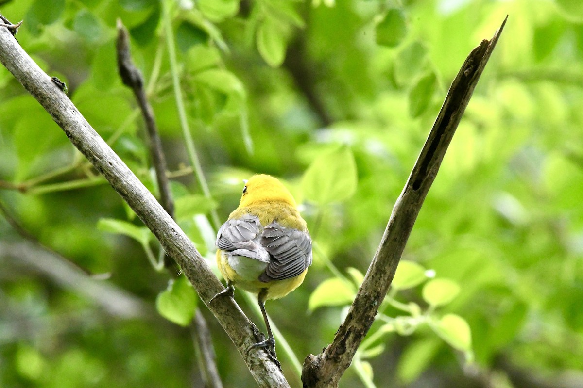 Prothonotary Warbler - ML619050726