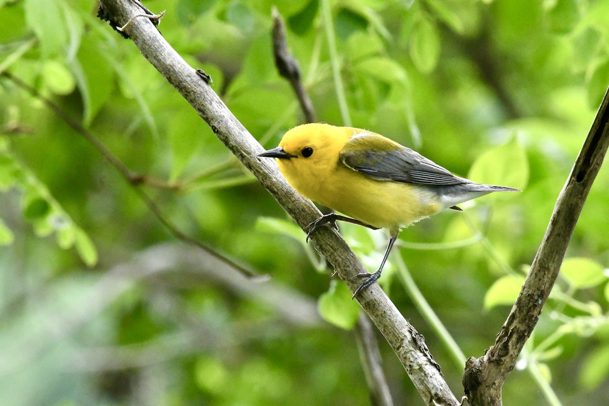 Prothonotary Warbler - ML619050727