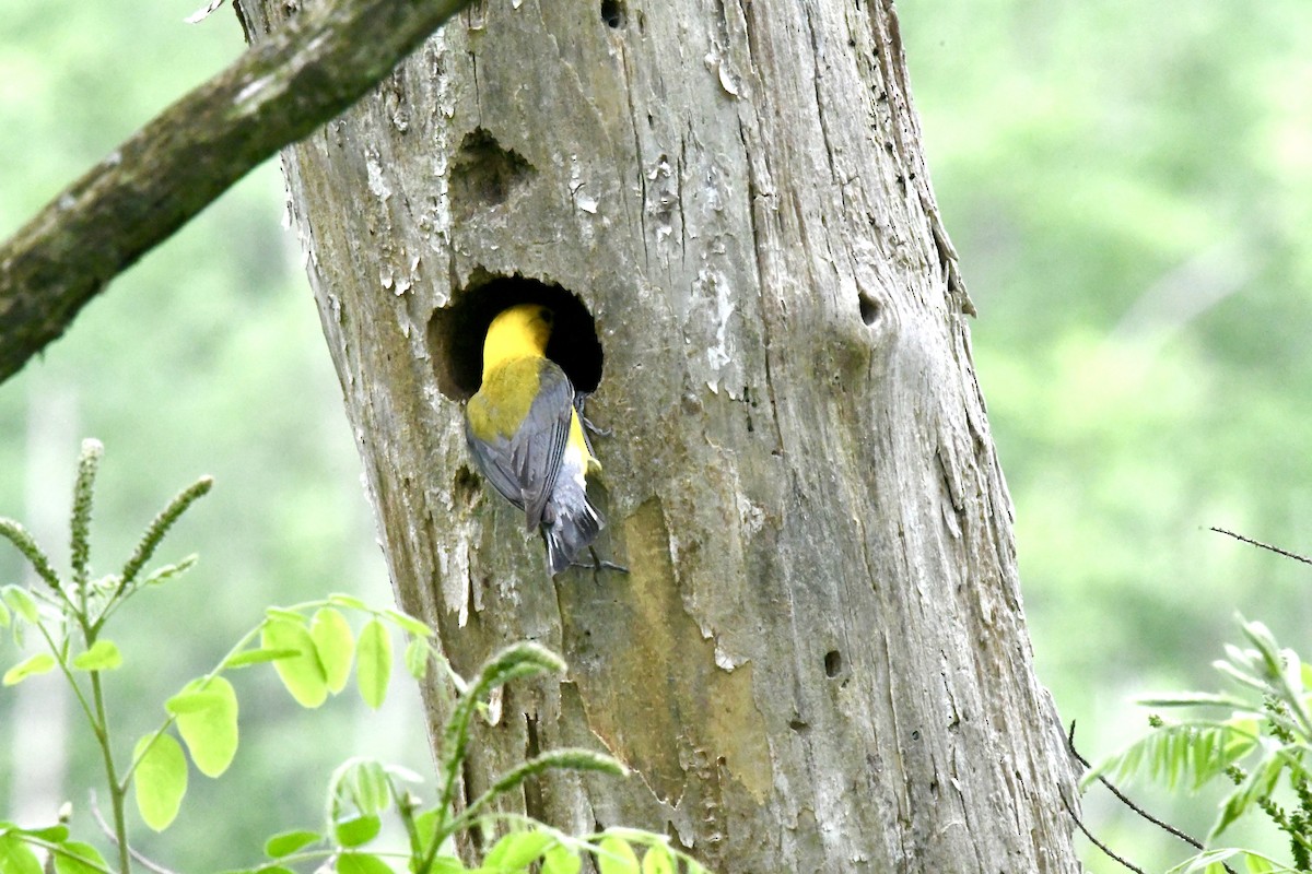 Prothonotary Warbler - ML619050728