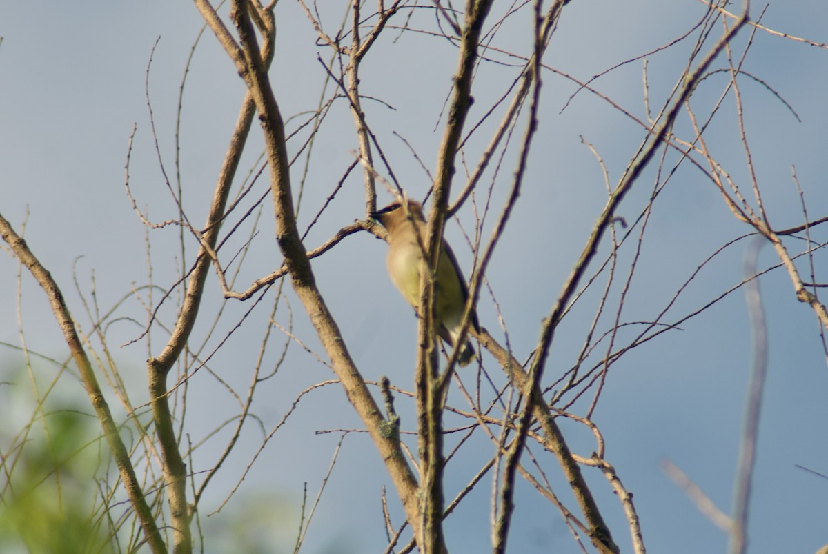 Cedar Waxwing - ML619050729