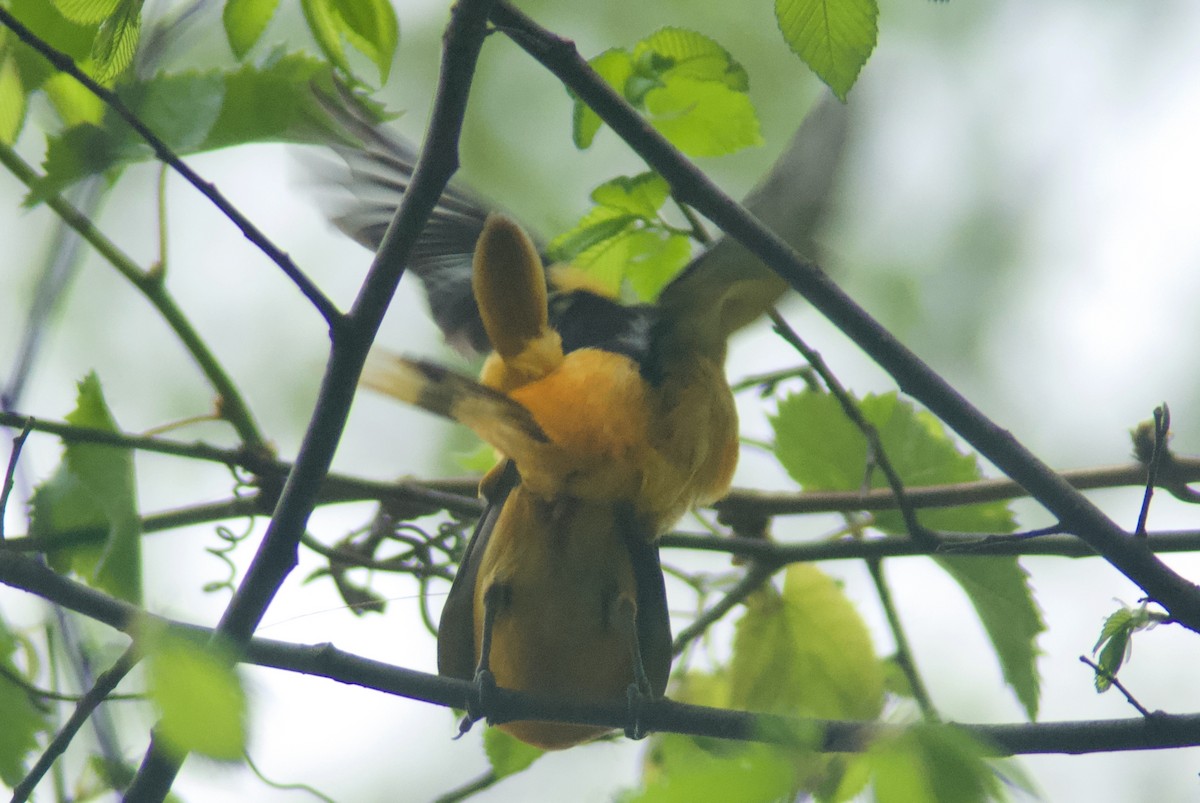 Baltimore Oriole - Jasper Weinberg