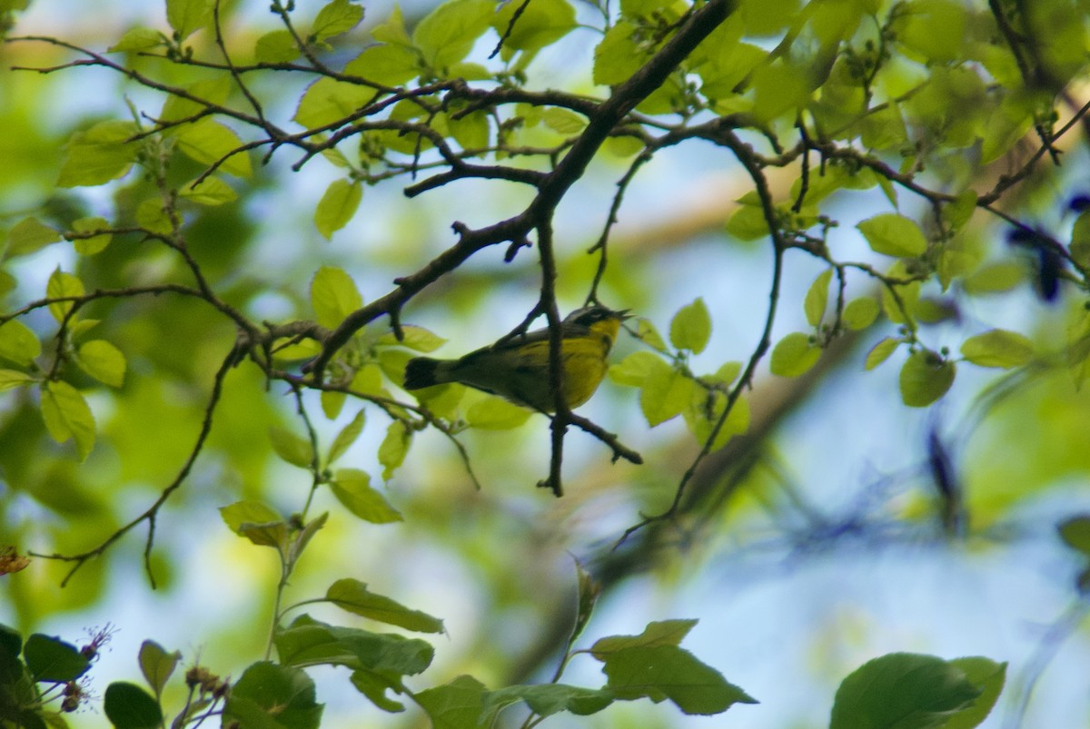 Magnolia Warbler - ML619050745