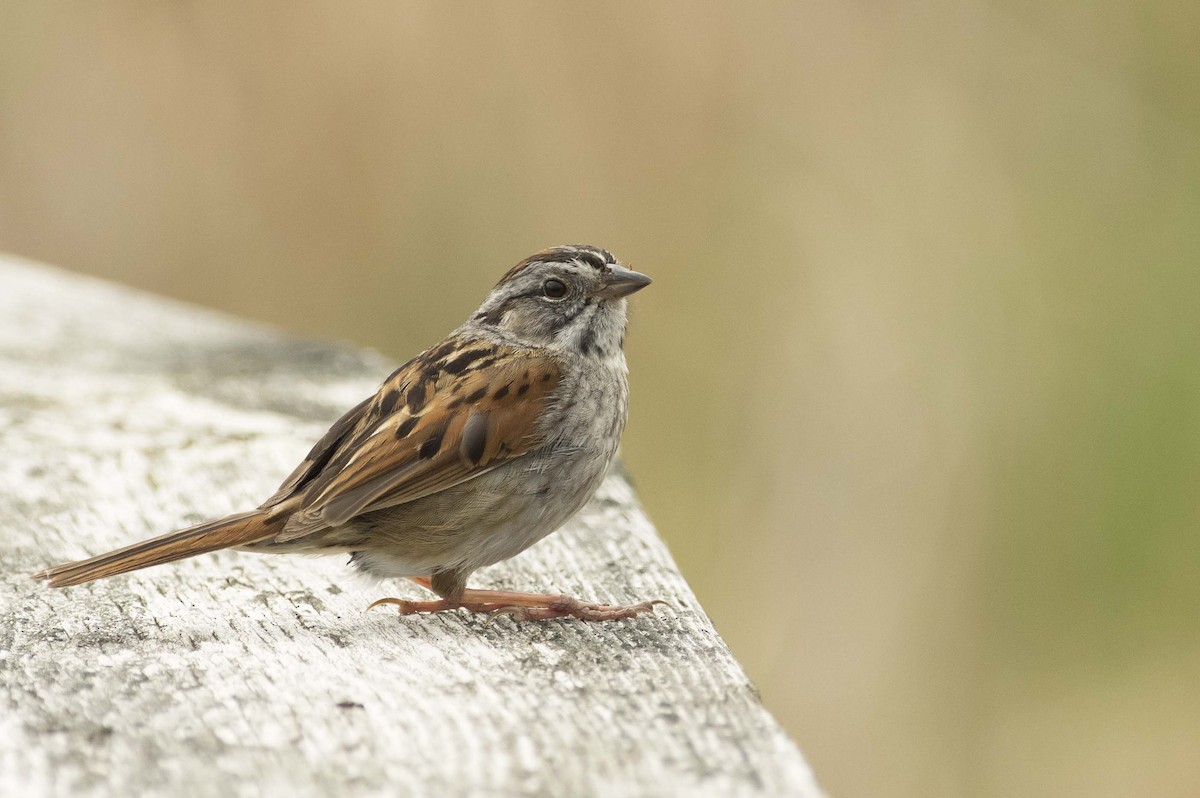 Swamp Sparrow - François Martin