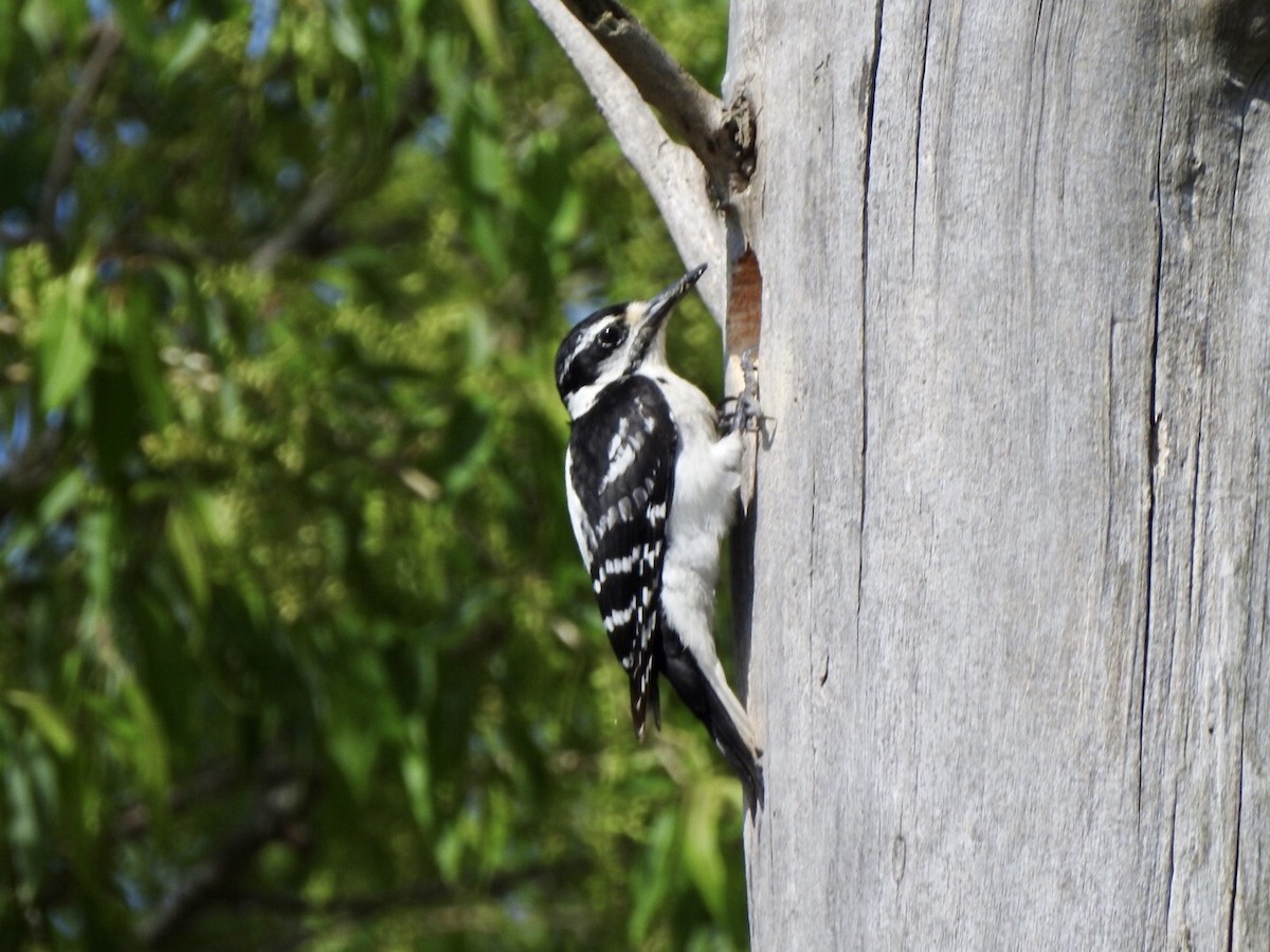 Downy Woodpecker (Eastern) - Anita Hooker