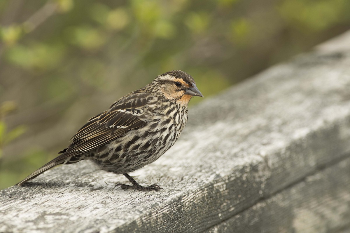 Red-winged Blackbird - François Martin