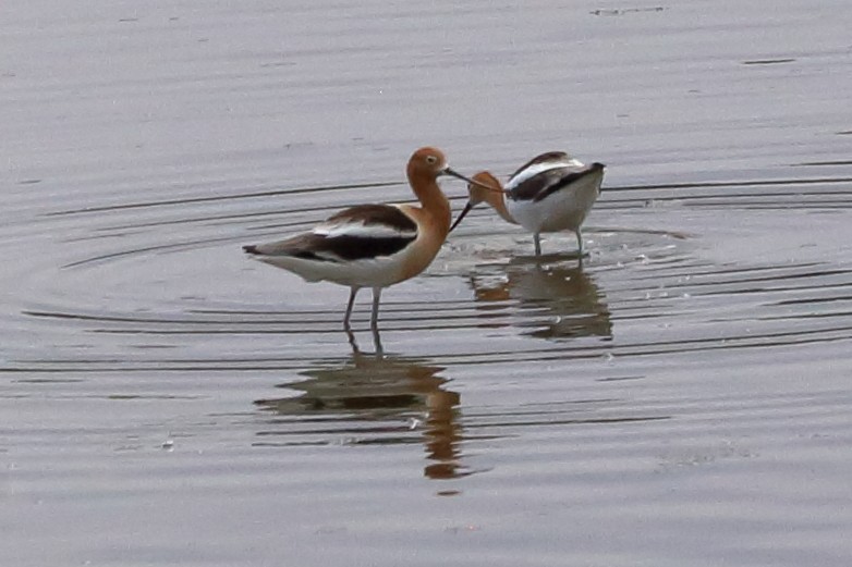 Avoceta Americana - ML619050779