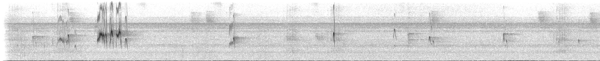 grågumpseiler (sclateri gr.) - ML619050847