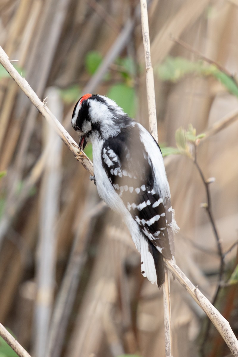 Downy Woodpecker - Michèle Delisle