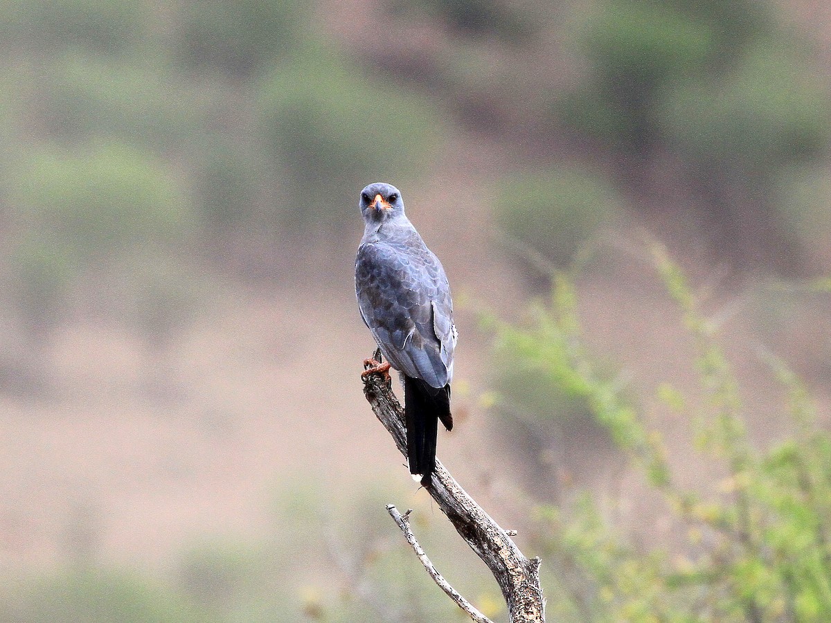 Dark Chanting-Goshawk - Geoff Butcher