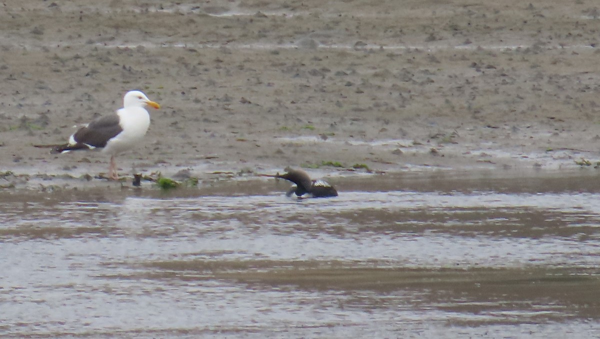 Pacific Loon - ML619050870