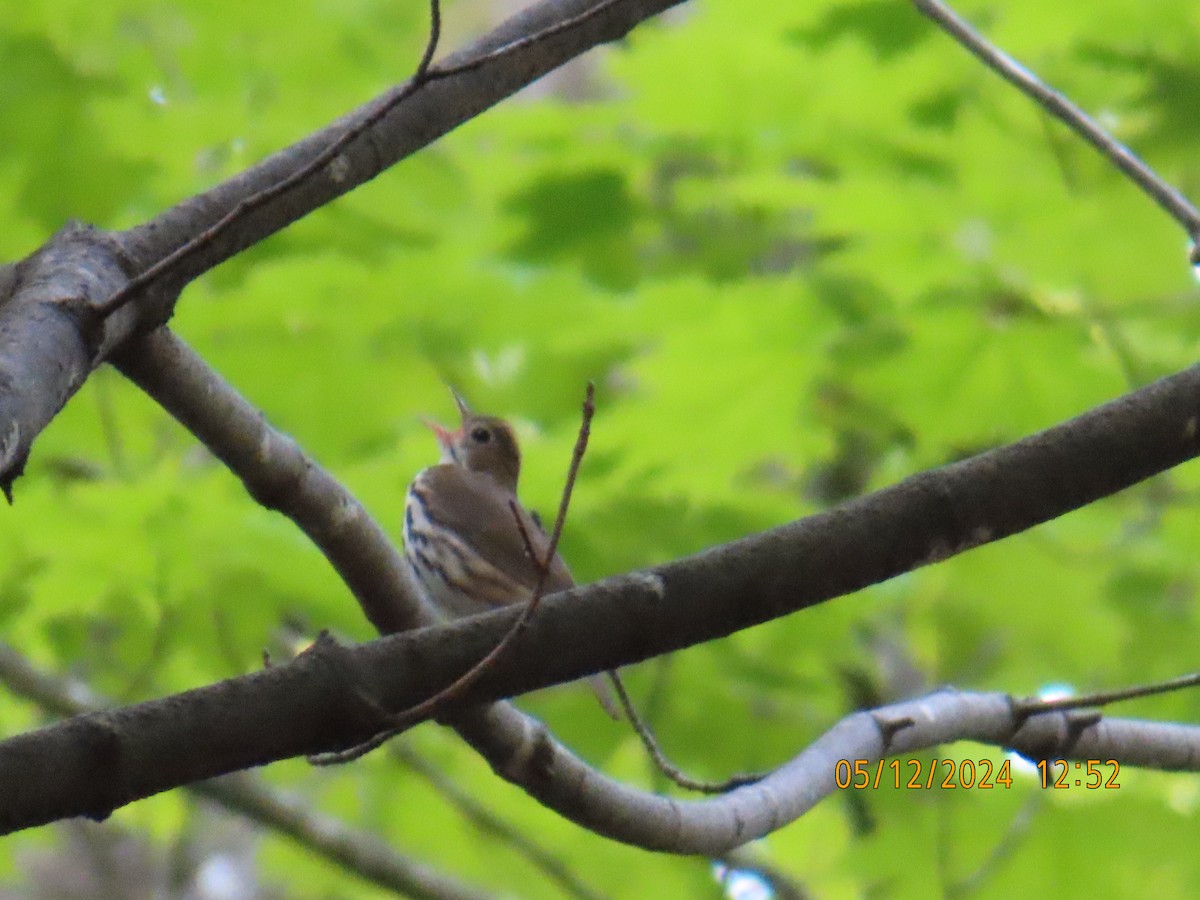 Ovenbird - ML619050871