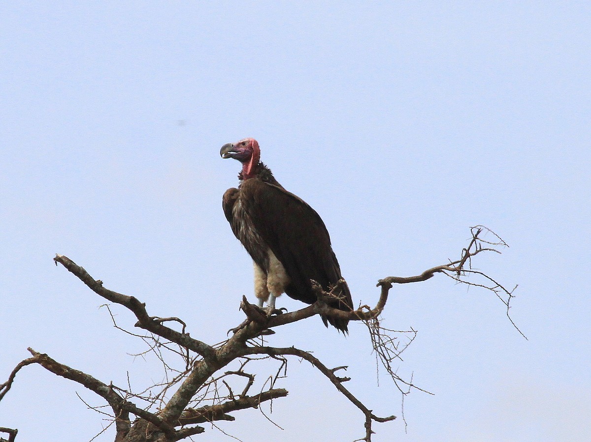 Lappet-faced Vulture - Geoff Butcher