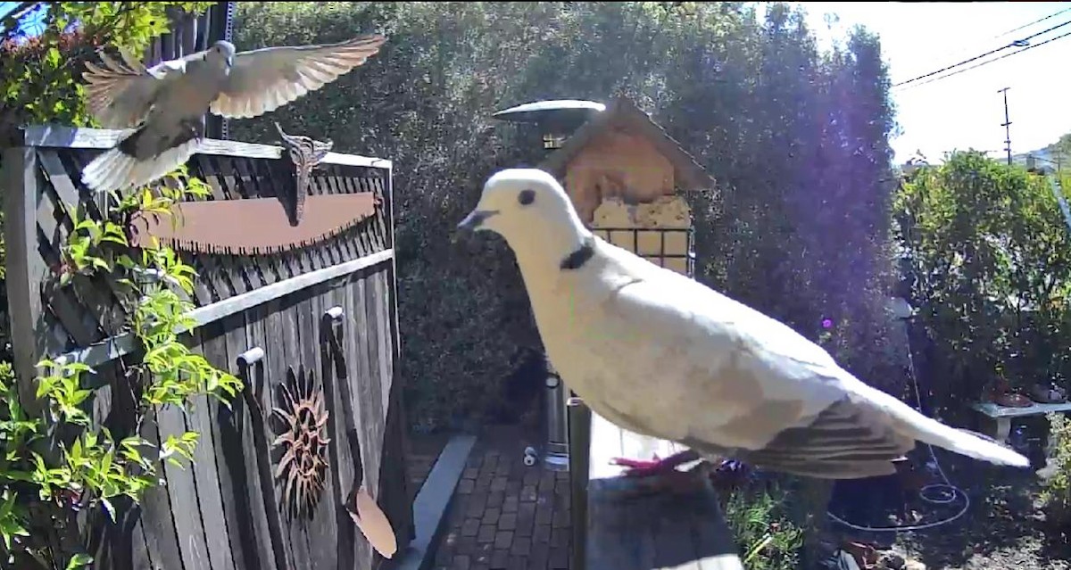 Eurasian Collared-Dove - The Spotting Twohees