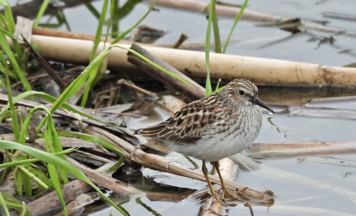 Least Sandpiper - Louise Duguay