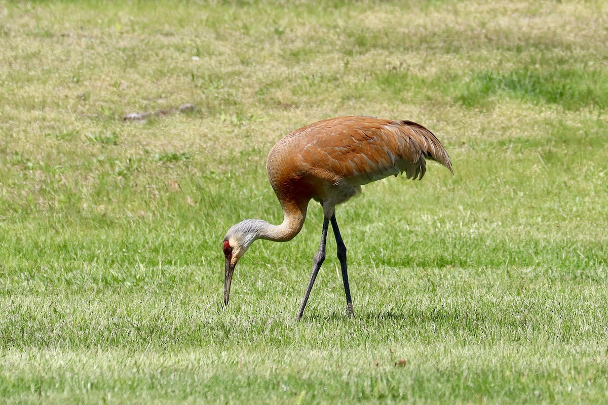 Sandhill Crane - Amanda Damin