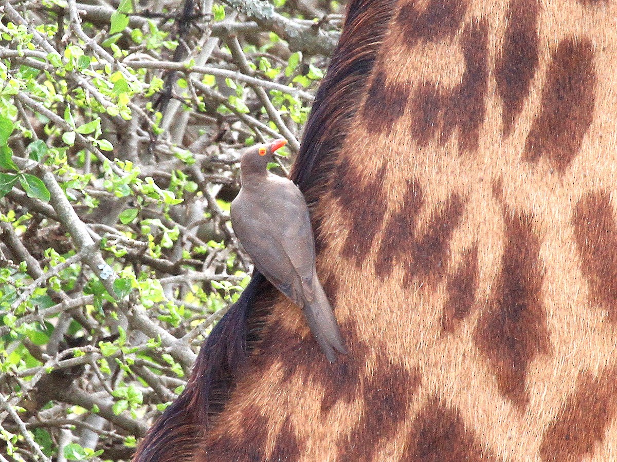 Red-billed Oxpecker - Geoff Butcher