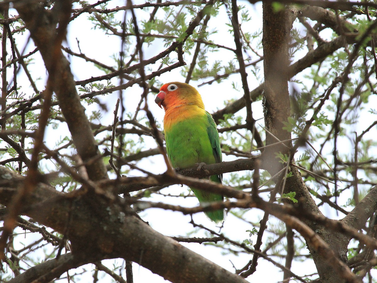 Fischer's Lovebird - Geoff Butcher