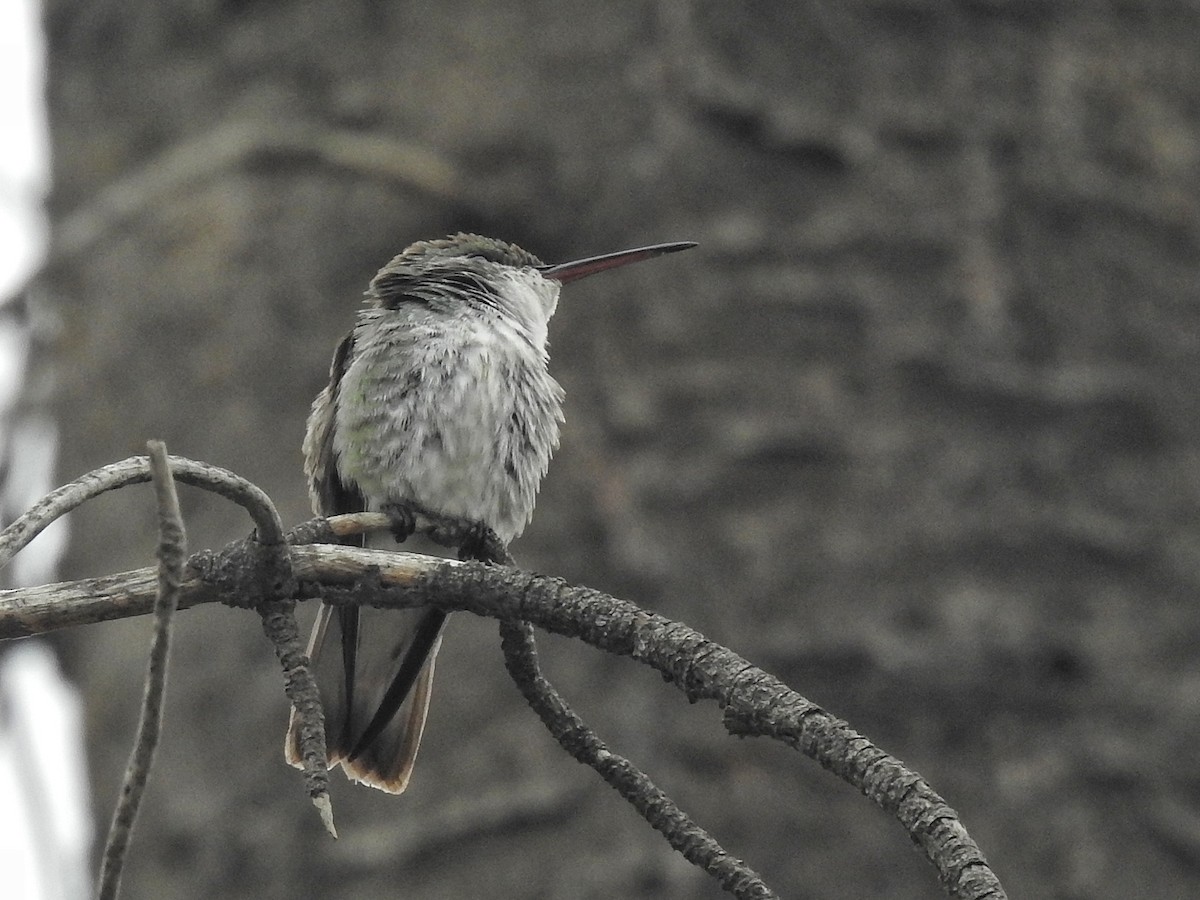 White-bellied Hummingbird - Eduardo  Jackson