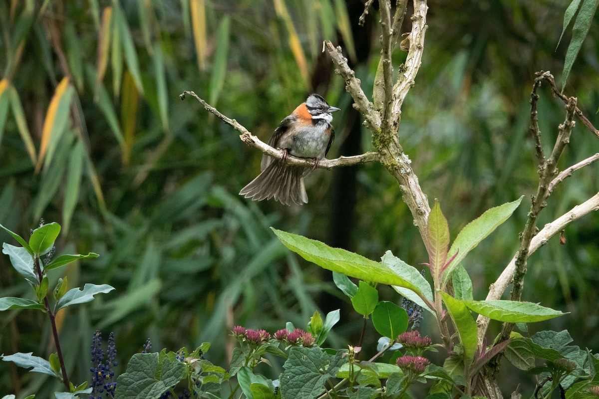 Rufous-collared Sparrow - Marybel Crespo Saucedo