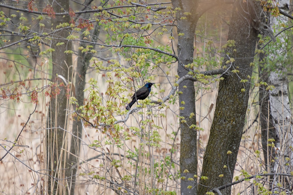 Common Grackle - ML619050951