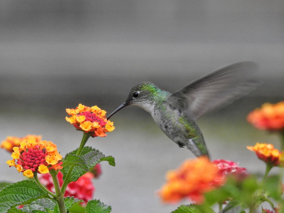 Green-and-white Hummingbird - Eduardo  Jackson