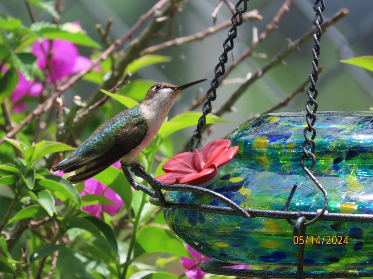 Ruby-throated Hummingbird - Susan Leake