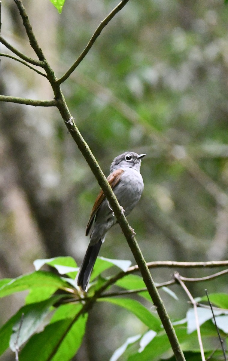 Brown-backed Solitaire - Jessy Lopez Herra