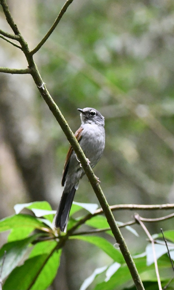 Brown-backed Solitaire - Jessy Lopez Herra