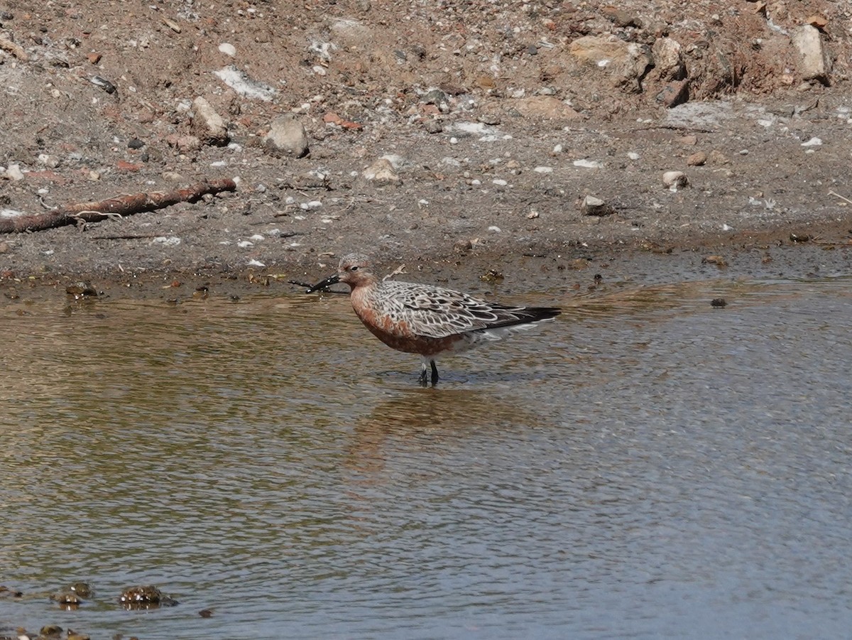 Red Knot - Juan Ramírez