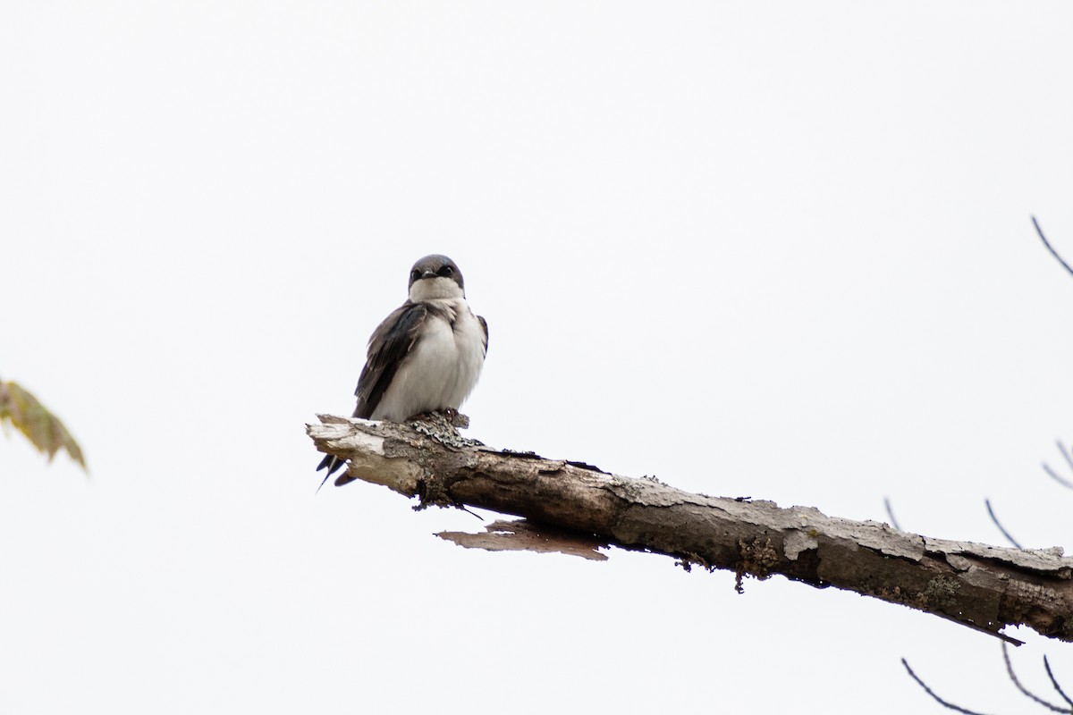 Tree Swallow - ML619050994