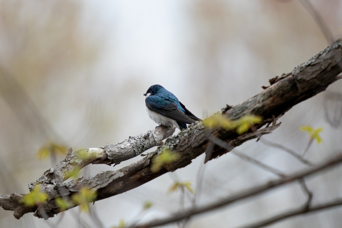 Tree Swallow - Michèle Delisle