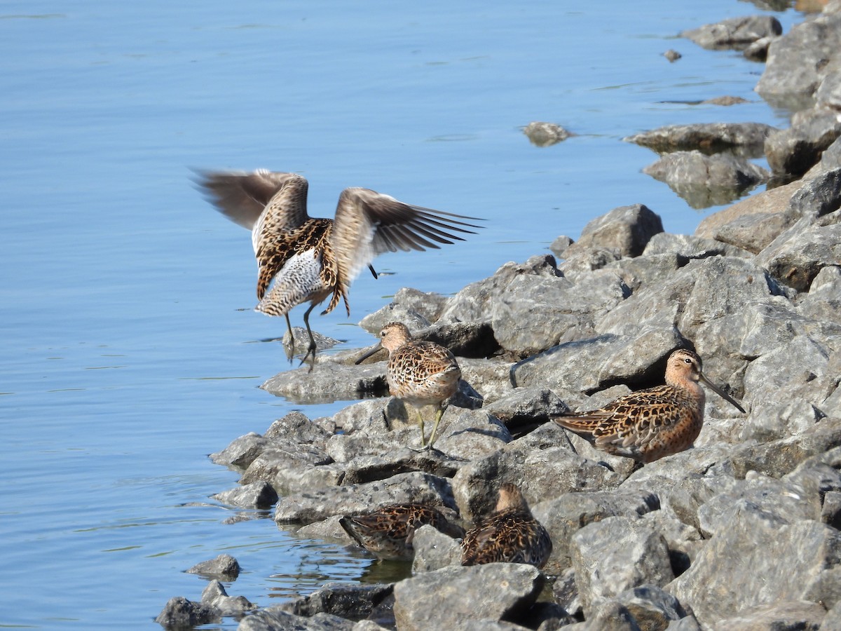 Short-billed Dowitcher - Jim Lind