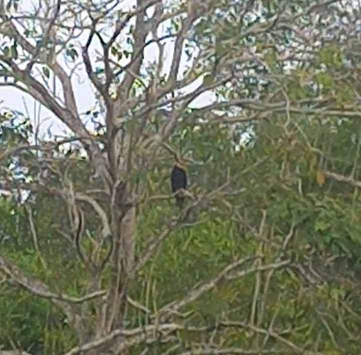 Turkey Vulture - ML619051045