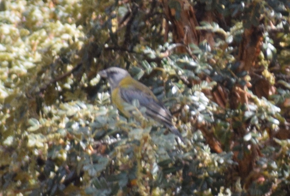 Peruvian Sierra Finch - ML619051049