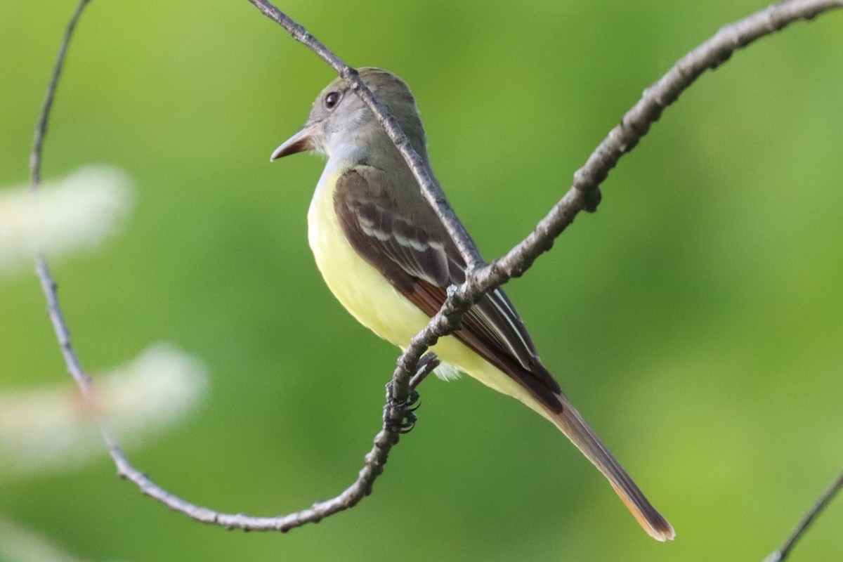 Great Crested Flycatcher - ML619051055