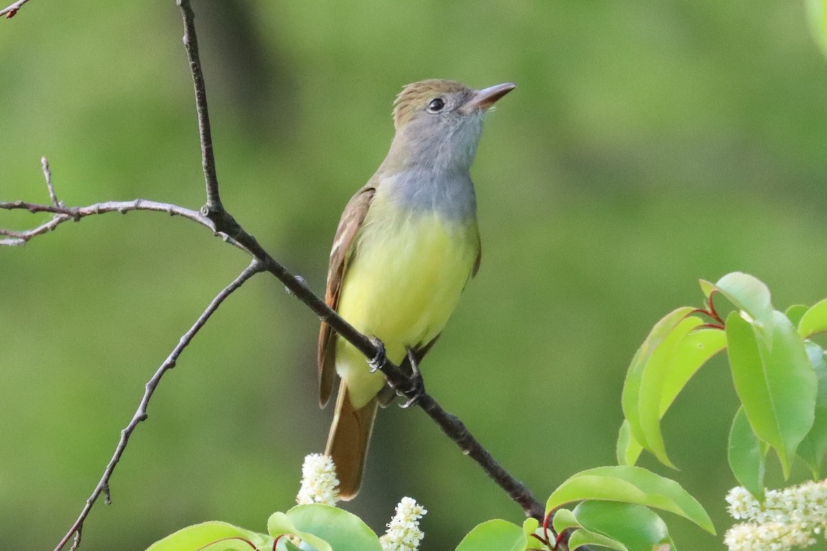Great Crested Flycatcher - ML619051056