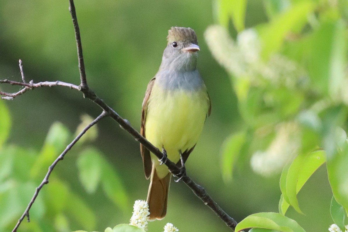 Great Crested Flycatcher - Subodh Ghonge