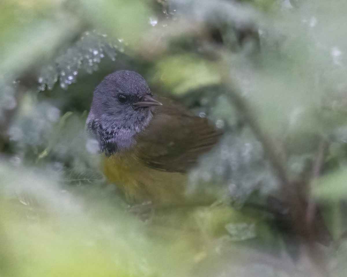 Mourning Warbler - Kathy Hicks