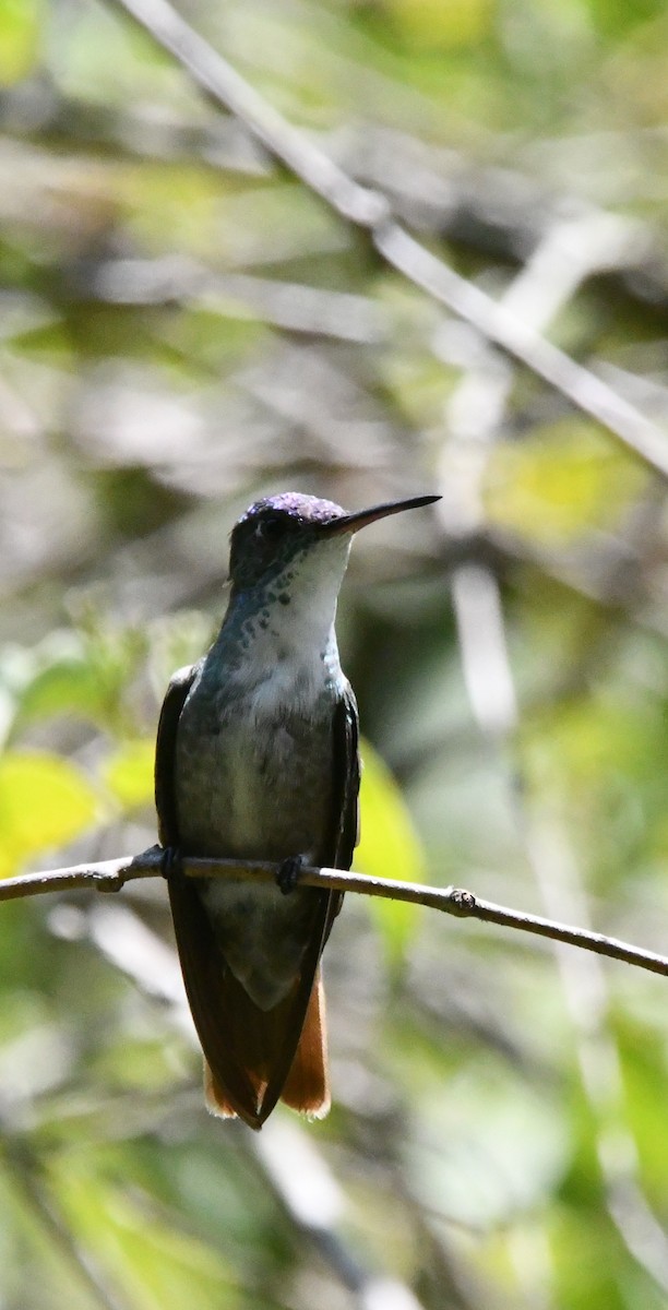 Azure-crowned Hummingbird - Jessy Lopez Herra