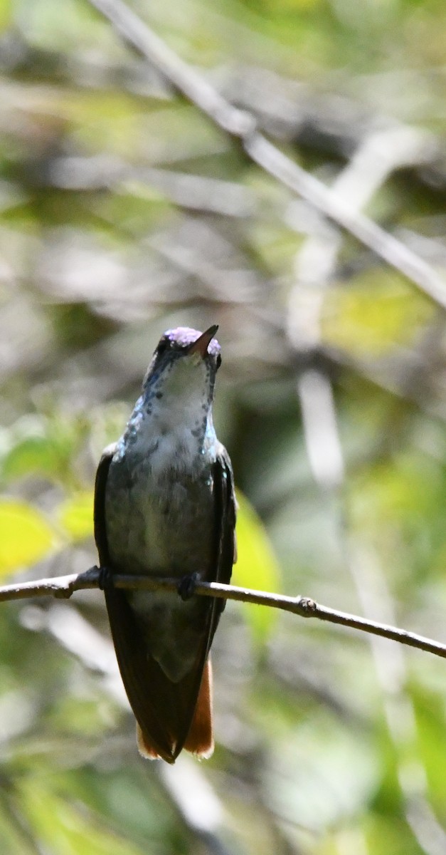 Azure-crowned Hummingbird - Jessy Lopez Herra