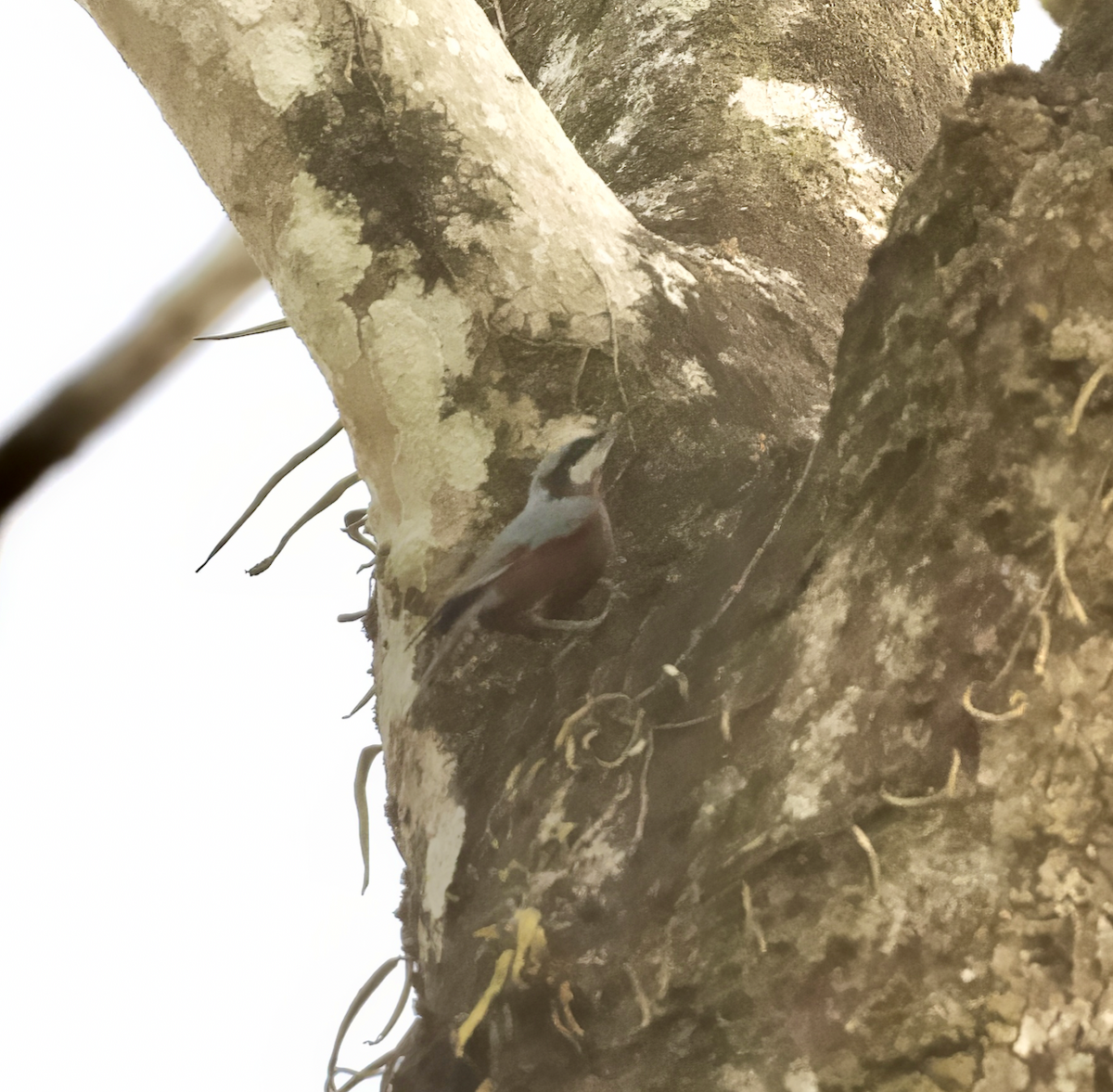 Chestnut-bellied Nuthatch - Joseph Tobias