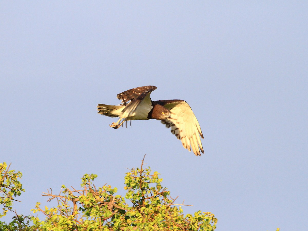 Black-chested Snake-Eagle - Geoff Butcher