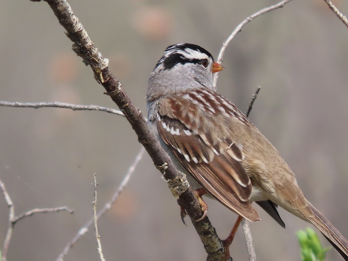 White-crowned Sparrow - Kerry Hjertaas