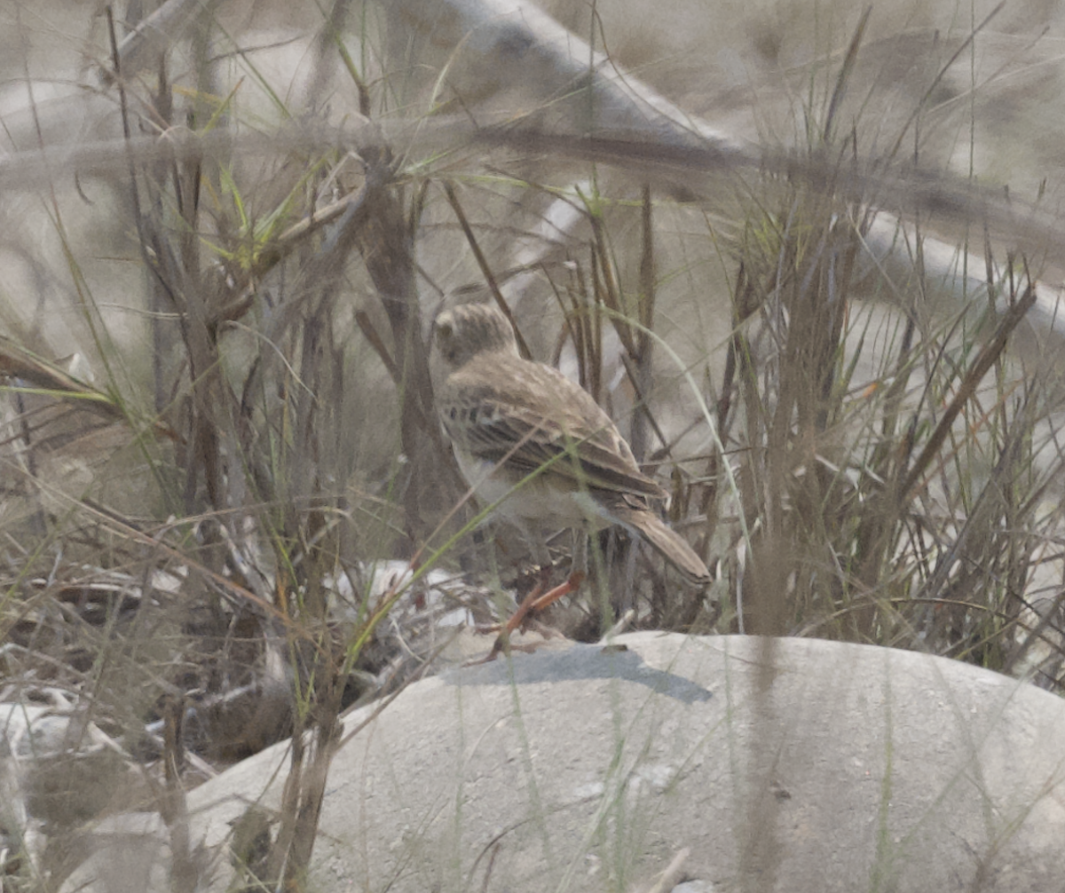 Paddyfield Pipit - Joseph Tobias