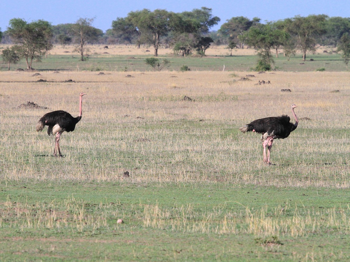 Common Ostrich - Geoff Butcher