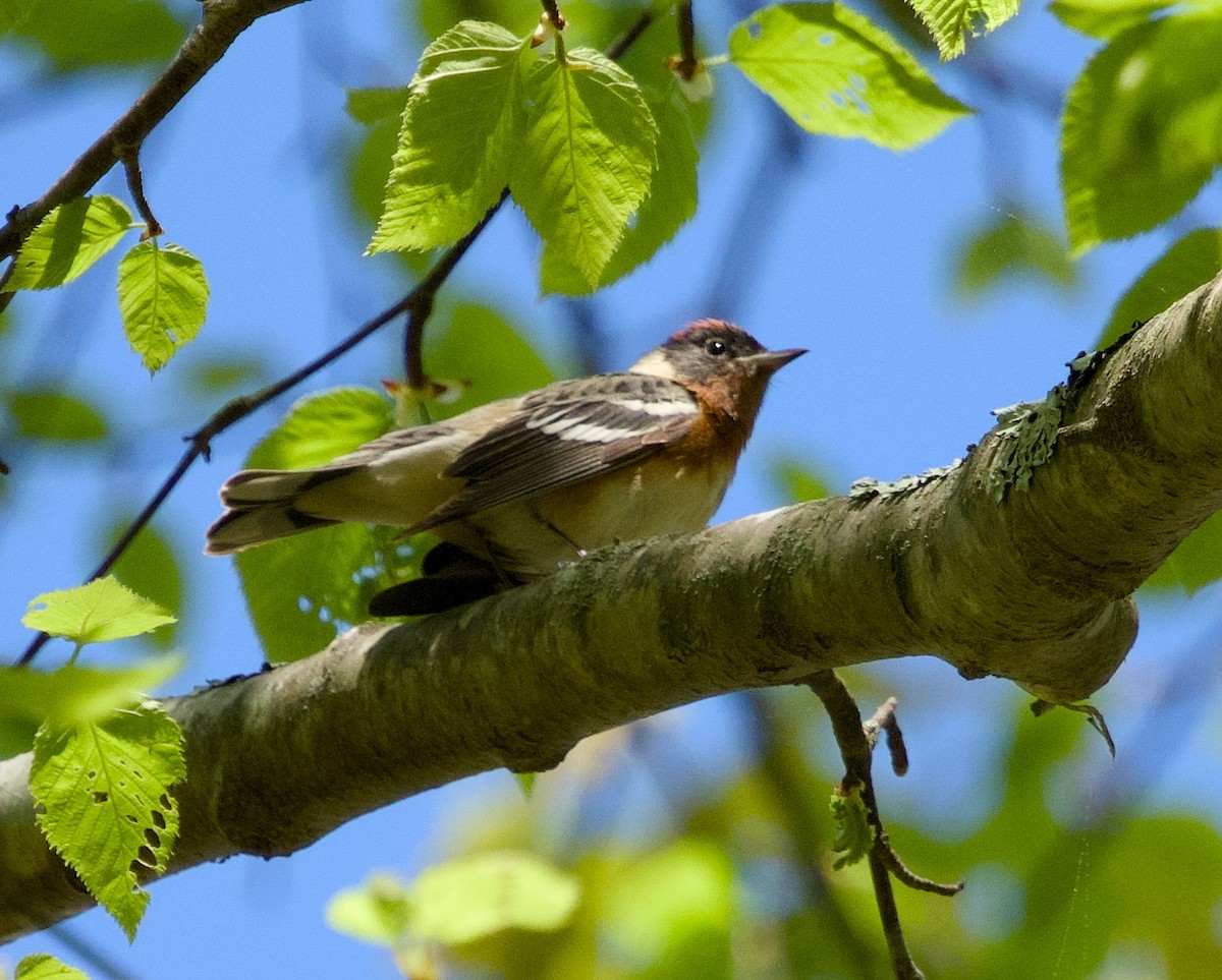 Bay-breasted Warbler - Alan Desbonnet