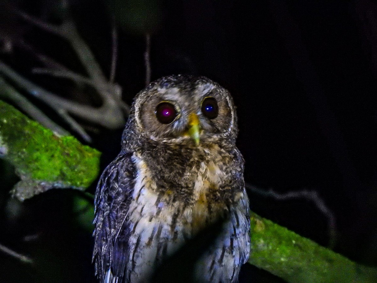 Mottled Owl - Alessandro Tapiero cabezas
