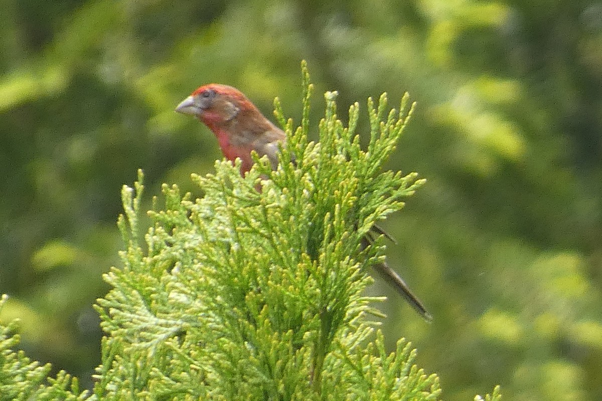 House Finch - ML619051182