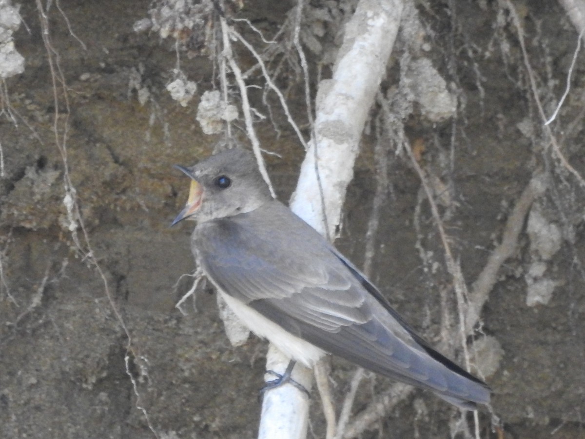 Northern Rough-winged Swallow - Vivek Dabral